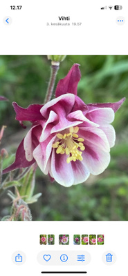 Lehtoakileija ’Winky Double Red-White’, siemeniä 50 kpl