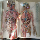 Ihmisen fysiologia ja anatomia - pikkukuva 3