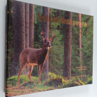 Juha K. Kairikko : Valkohäntäpeura - pikkukuva 1