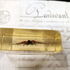 Natura Obscura – Entomologinen näyte no. 347 - pikkukuva 2