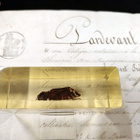 Natura Obscura – Entomologinen näyte no. 331 - pikkukuva 2