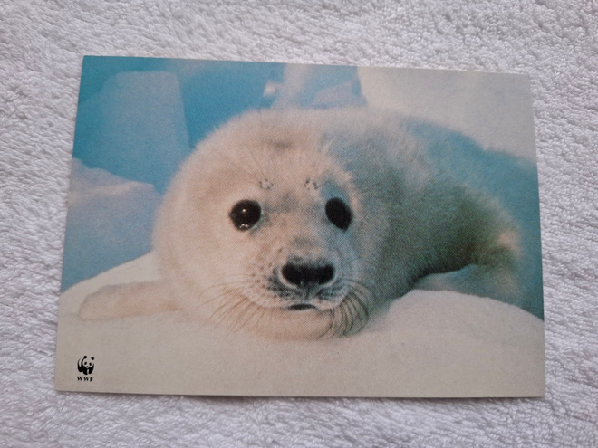 KUUTTI WWF Postikortti* VINTAGE