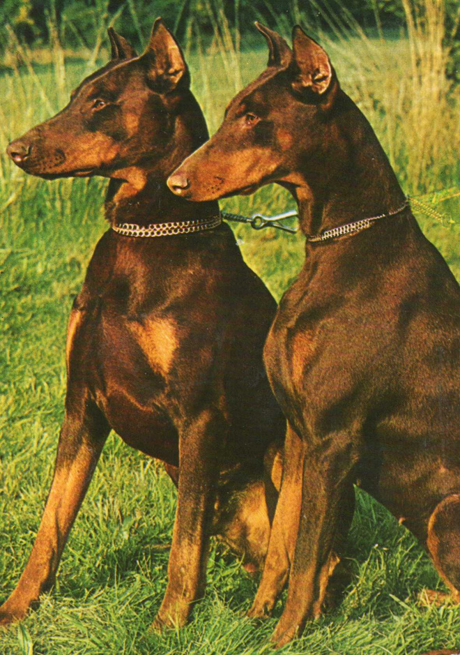 DOBERMANNI  POSTIKORTTI