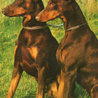 DOBERMANNI  POSTIKORTTI - pikkukuva 1