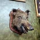 Villisian pääpreparaatti (Sus scrofa) – Ranska, 1989 - pikkukuva 3