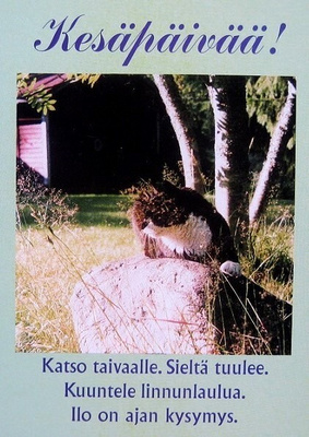 Kissa kivellä Postikortti