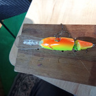 Rapala Shad Rap jointed 7cm - pikkukuva 4