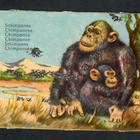 ALE - EAS 3113 - Nelkku - Simpanssi - 1960-luvulta!!! - pikkukuva 1