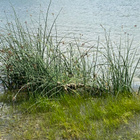 Merikaisla (Bolboschoenus maritimus), siemeniä 50 kpl - pikkukuva 4