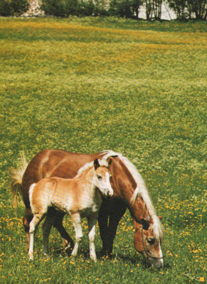 HEVONEN POSTIKORTTI - HAFLINGER