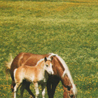 HEVONEN POSTIKORTTI - HAFLINGER - pikkukuva 1