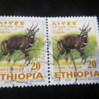 Etiopia 2002: antilooppi - pikkukuva 2