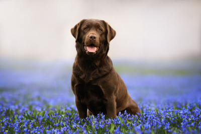 KOIRAKORTTI Labradorinnoutaja, ruskea *UUSI*