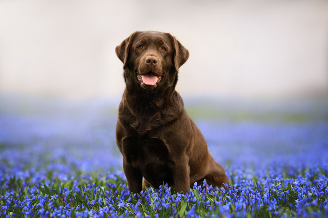KOIRAKORTTI Labradorinnoutaja, ruskea *UUSI*