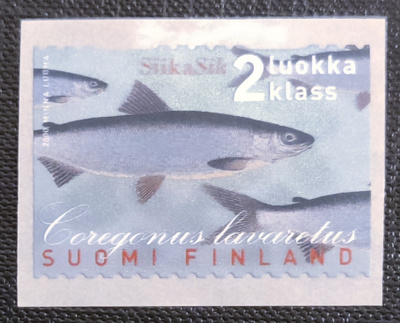 2000 Siika 2 lk **