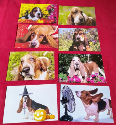 8 BASSET POSTIKORTTIA