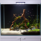 Uniikki akvaariojuurakko 56 cm | P292618 - pikkukuva 2