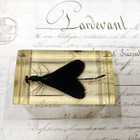 Natura Obscura – Entomologinen näyte no. 349 - pikkukuva 1