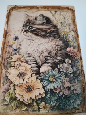 Kissa kortti,kulkematon.