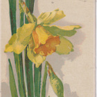 E. Klein, kukka ,      e179 - pikkukuva 1