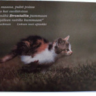 kortti ** Kissa ulkona - erilaisia valokuvakortteja - pikkukuva 4