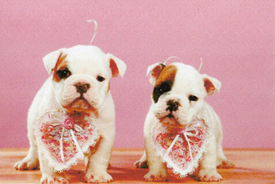 ENGLANNIN BULLDOG  POSTIKORTTI