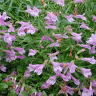 Liilapipo (Penstemon lyallii), siemeniä 50 kpl - pikkukuva 2