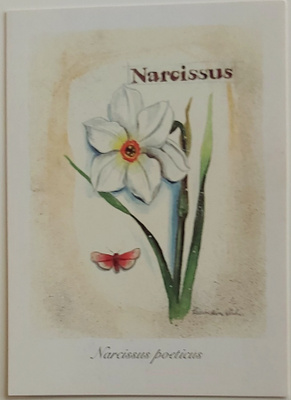 "Narsissi"-KULKEMATON POSTIKORTTI