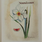 "Narsissi"-KULKEMATON POSTIKORTTI - pikkukuva 1
