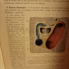 RANSKANKIELINEN ANATOMIAN OPPIKIRJA - pikkukuva 4