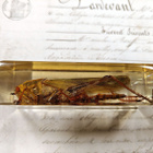 Natura Obscura – Entomologinen näyte no. 414 - pikkukuva 2