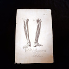 Harvinainen anatominen kuparikaiverrus – Genova, n. 1780-182 - pikkukuva 2