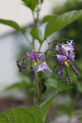 Punakoiso (Solanum dulcamara), siemeniä 50 kpl