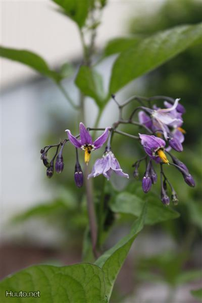 Punakoiso (Solanum dulcamara), siemeniä 50 kpl