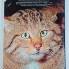 Howard Loxton : Beautiful cats - pikkukuva 2