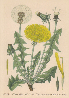 Voikukka Taraxacum officinale
