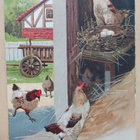 Kanoja ja vasta munittuja munia pesässä, p. 1911 - pikkukuva 1