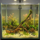 Uniikki akvaariojuurakko 35 cm | 23 - pikkukuva 2