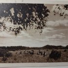 Heinänteossa - väkijoukko heinäpellolla (Tubi-pk), p. 1921 - pikkukuva 1