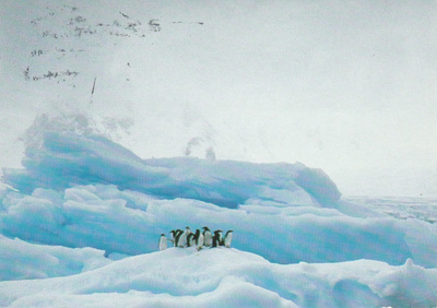 Postikortti, JÄÄTIKKÖ-alue, Pingviinit