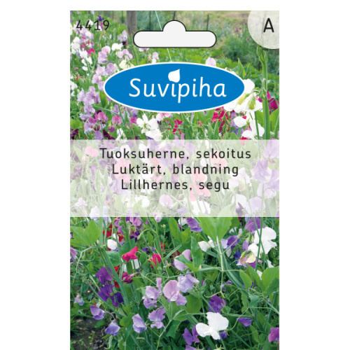 Tuoksuherne sekoitus - siemenet #