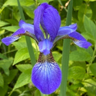 Kuningatarkurjenmiekka (Iris sanguinea), siemeniä 50 kpl - pikkukuva 3