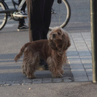 == EXPERT auto 135mm F2,8 - M42 - pikkukuva 5