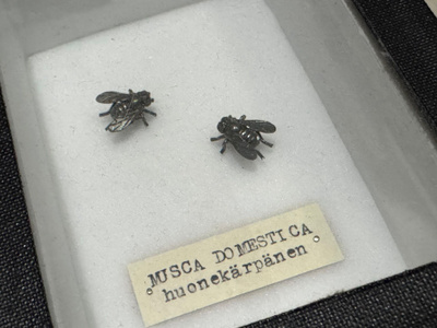 Arthropoda - Musca domestica-korvakorut