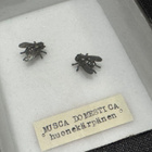 Arthropoda - Musca domestica-korvakorut - pikkukuva 1