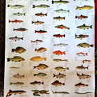 Kala aiheinen Mainosjuliste . Kala komppania 102×72 Cm - pikkukuva 1