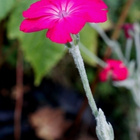 Harmaakäenkukka (Lychnis coronaria), siemeniä 100 kpl - pikkukuva 1