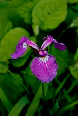 Kaunokurjenmiekka (Iris setosa), siemeniä 50 kpl