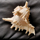 Suuri koristekotilo Chicoreus ramosus 19cm - pikkukuva 2