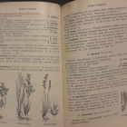 K. E. Kivirikko: Koulukasvio, Wsoy 1939, 12p. 310 s. Sid. - pikkukuva 3